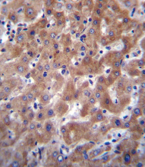 IDO2 / INDOL1 Antibody (aa267-295)