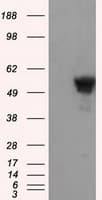 p66 / SHC Antibody (clone OTI3A1)