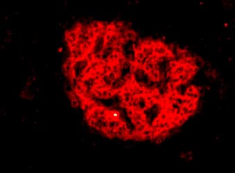 Monoclonal Mouse anti-Human Pancreas Marker HPi4 Antibody (clone HIC1-5F10, IHC, IF)