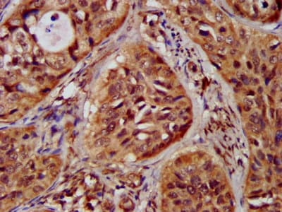 ST3GAL4 / ST3Gal IV Antibody