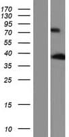 Human ANKRD2 Protein (Over-Expression Lysate Myc-DDK (Flag))