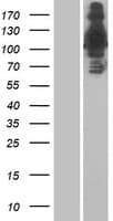 RNF213 Protein (Over-Expression Lysate Myc-DDK (Flag))