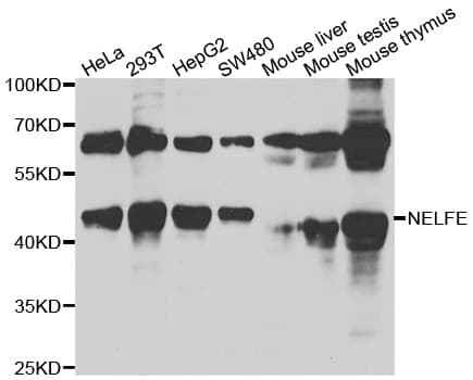 NELFE / RD / RDBP Antibody
