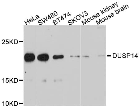 DUSP14 Antibody