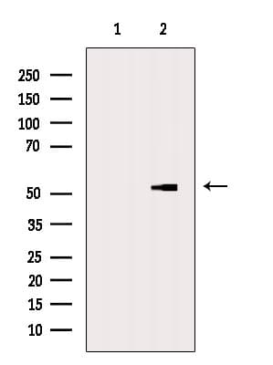 Polyclonal Rabbit anti-Human EIF2S3 / EIF2G Antibody (IF, WB)