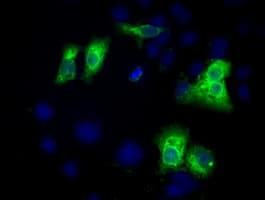 HID1 / C17orf28 Antibody (clone OTI3B5)