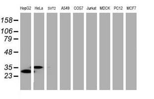 JUN / c-Jun Antibody (clone OTI7B10)