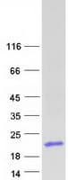 Human DEFA6 / Defensin 6 Protein (Recombinant Myc-DDK (Flag))