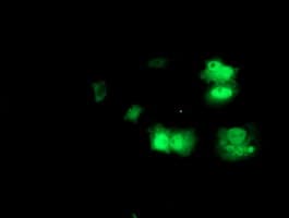 PRMT2 Antibody (clone OTI3A3)
