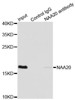 Polyclonal Rabbit anti-Human NAT5 / NAA20 Antibody (IHC, IF, WB)