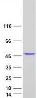 Human MRNP41 / RAE1 Protein (Recombinant Myc-DDK (Flag))