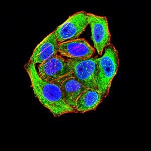 Monoclonal Mouse anti-Human SIRPG Antibody (clone 4F8C10, WB)