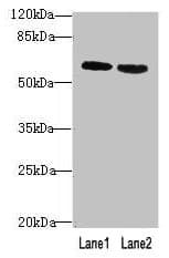 BTN2A2 Antibody (aa33-262)