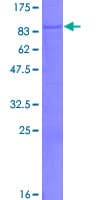 Human PLEKHO2 Protein (Recombinant GST)