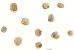 BIRC5 / Survivin Antibody