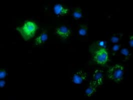 CALCOCO2 Antibody (clone OTI2B11, Carrier-free)