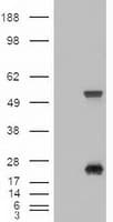 Monoclonal Mouse anti-Human SHH / Sonic Hedgehog Antibody (clone OTI3A2, IF, WB)