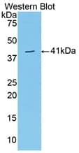 VGF Antibody (APC)