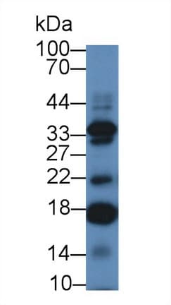 IL17C Antibody (aa36-187, APC)