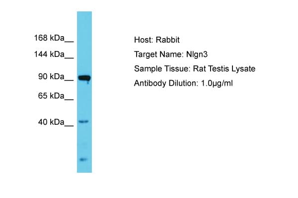 NLGN3 / Neuroligin 3 Antibody (aa178-227)