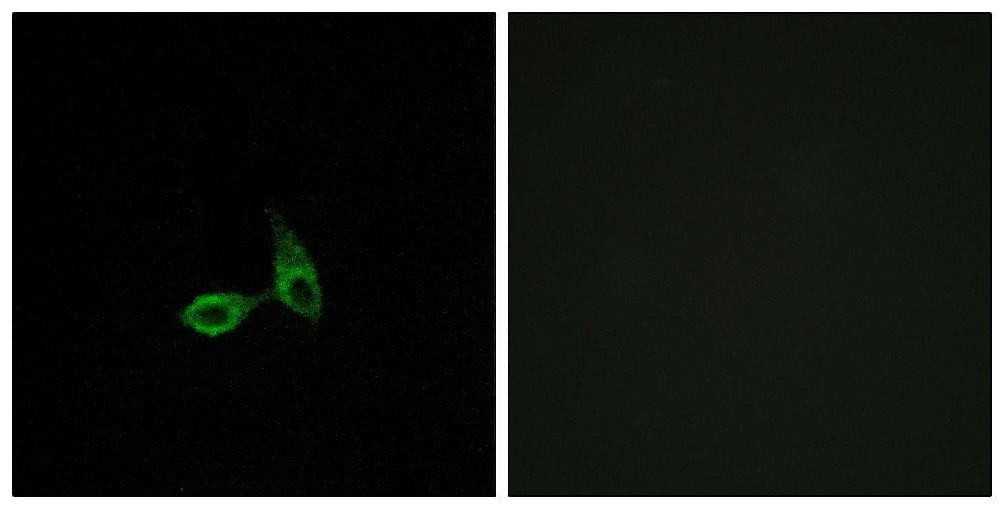 CDH24 / EY Cadherin Antibody