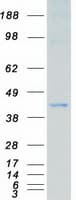 Human MAP2K3 / MEK3 / MKK3 Protein (Recombinant Myc-DDK (Flag))