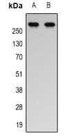 EP300 / p300 Antibody (Internal)