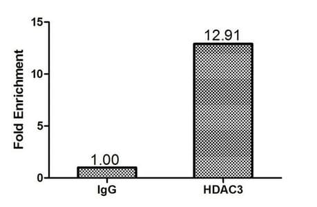 HDAC3 Antibody (aa1-428)