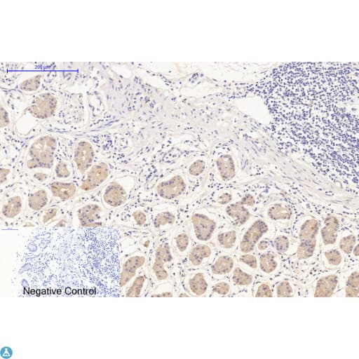 DDIT3 / CHOP Antibody