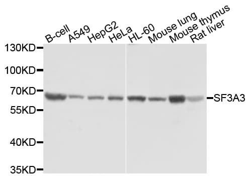 Polyclonal Rabbit anti-Human SF3A3 / SF3a60 Antibody (WB)