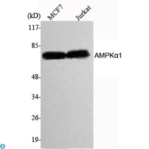 Monoclonal Mouse anti-Human PRKAA1 / AMPK Alpha 1 Antibody (WB)