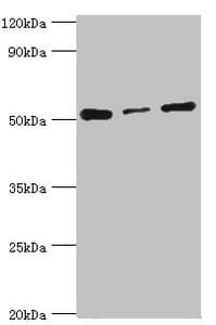 PDCD4 Antibody (aa1-260)