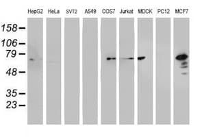 PDIA4 / ERP72 Antibody (clone OTI2E11)