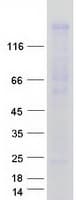 Human WWC1 / KIBRA Protein (Recombinant Myc-DDK (Flag))