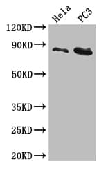 Polyclonal Rabbit anti-Human CUL2 / Cullin 2 Antibody (IHC, WB)