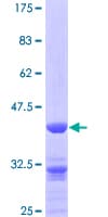Human ZPR1 / ZNF259 Protein (Recombinant GST)