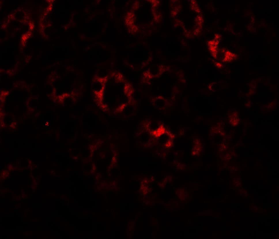 IHC-plus™ SLC1A7 / EAAT5 Antibody