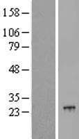 POLR2G / RPB7 Protein (Over-Expression Lysate Myc-DDK (Flag))