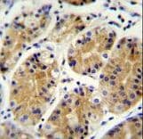 PRR22 Antibody (aa368-397)
