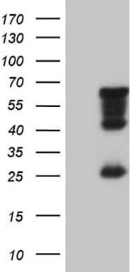 MNS1 Antibody (clone OTI3D10)