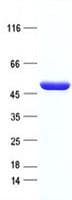 Human ACY1 / Aminoacylase 1 Protein (Recombinant DDK,C-terminus)