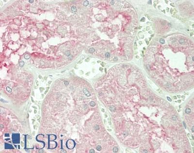 IHC-plus™ ANPEP / CD13 Antibody (clone 38C12)