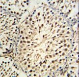 YPEL5 Antibody (aa92-121)
