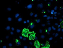 DAND5 Antibody (aa23-189, clone OTI3A3, Carrier-free)