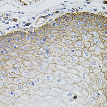 IHC-plus™ SLC1A4 / ASCT1 Antibody