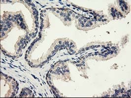 EIF2B3 Antibody (clone OTI1A4)
