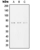 SYK Antibody (C-Terminus)