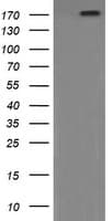 PIK3C2B Antibody (clone OTI3B1)