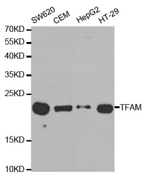 MtTFA / TFAM Antibody