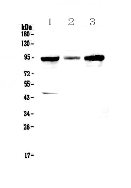 GNS Antibody